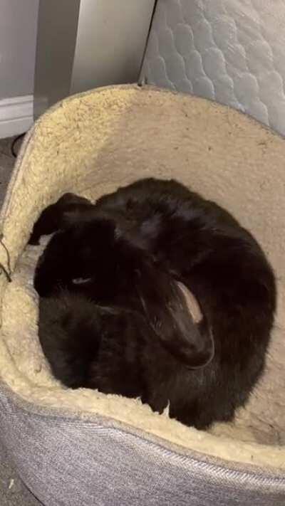 Tip from Oreo - always keep fur clean 🧼🐰