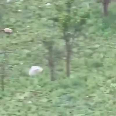 Leopard outruns a Hyena