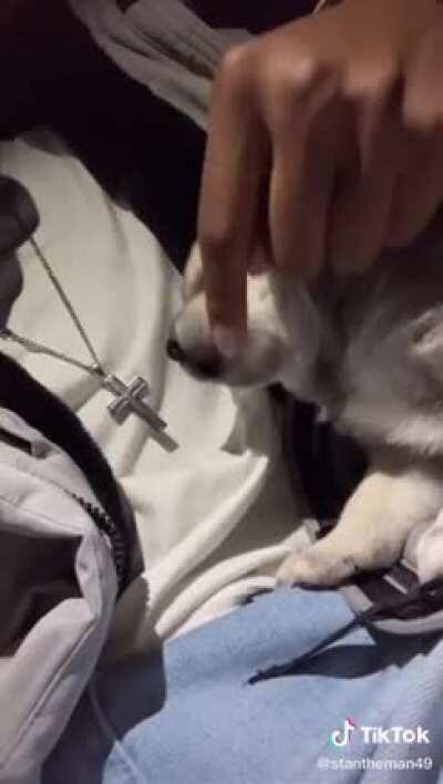 Man finds a puppy at Walmart. His reactions are so 😊😊