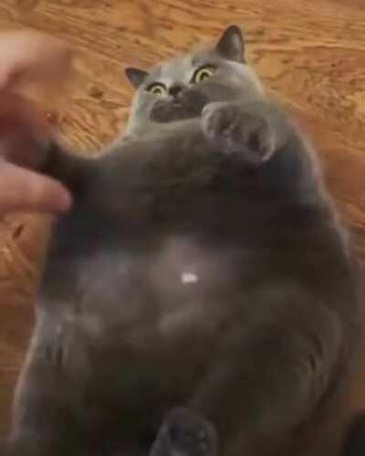 cant tell if my chonker loves or hates these belly rubs