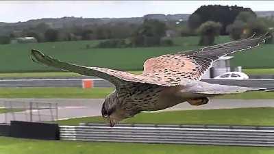Eye On The Target: Falcon in Hunting Mode is Unaffected by Wind and Gravity