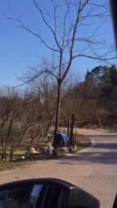 let me just cut down this tree