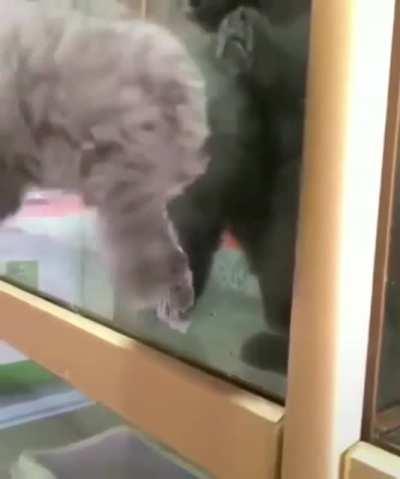 Someone once told me that if a cat’s head can fit throu...