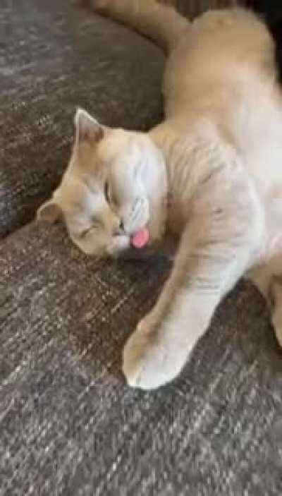 My brothers sleepy derp Scottish fold
