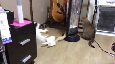 Just cats doing cat stuff