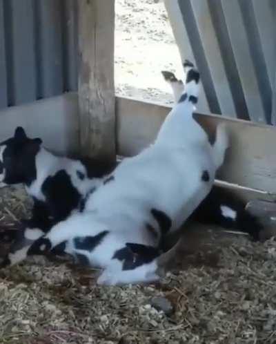 Okey kids, follow us through this shortcut 😂