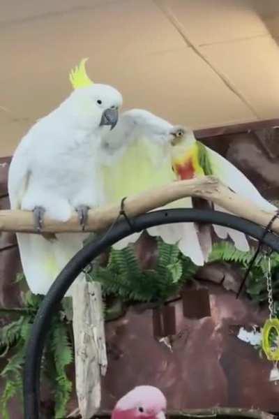 Parrot petting a parrot
