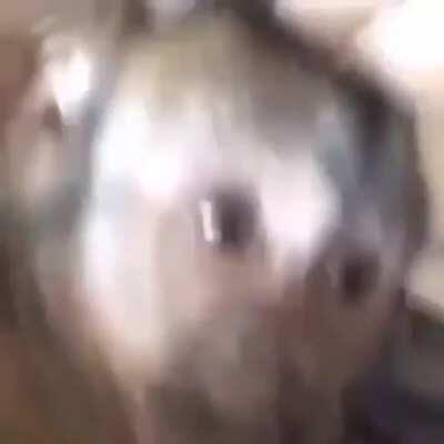 What Freiza sees when Saiyans start powering up