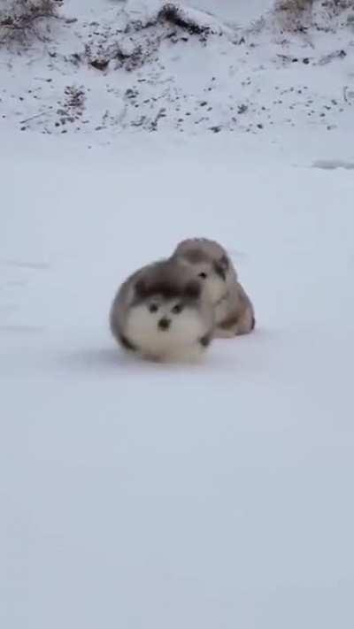 North Western Floof Trotters