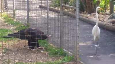 Don't steal from an Eagle, even a caged one