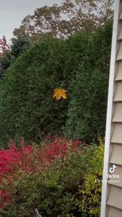 Try turning it off and back on?