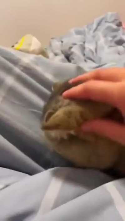 Look at this sassy cat