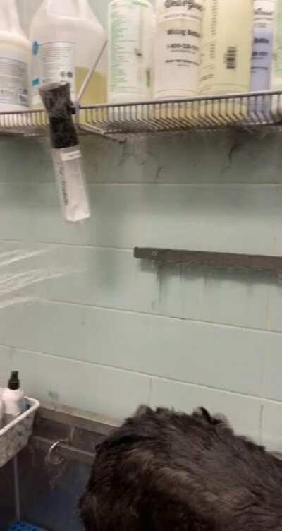 cleanup after deshedding a husky (ft. husky in question)