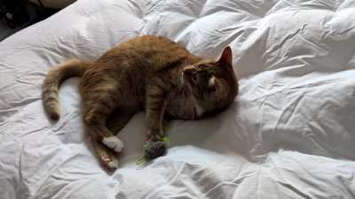 Threw his favorite toy onto the fresh sheets 🧡