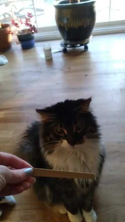 so intrigued but so repulsed.