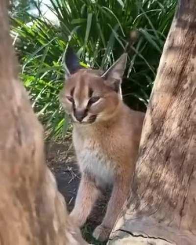 A caracal's meow...