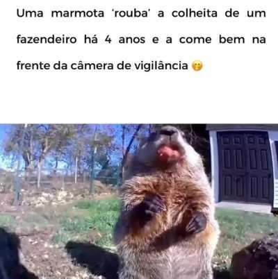 PedroDBR - Video #0275