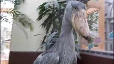 Shoebill stork clattering sounds like machine gun