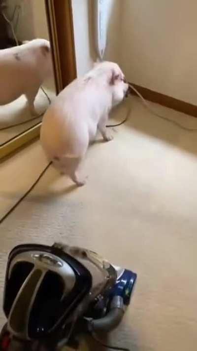 pigs doesn't like the vacuum cleaner.
