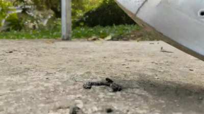 Millipede ground into a stain under my sneakers