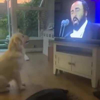 Dog's reaction to his favourite song