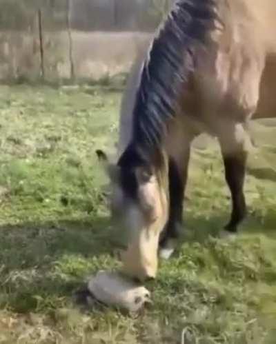 Dog and horse startled by tortoise