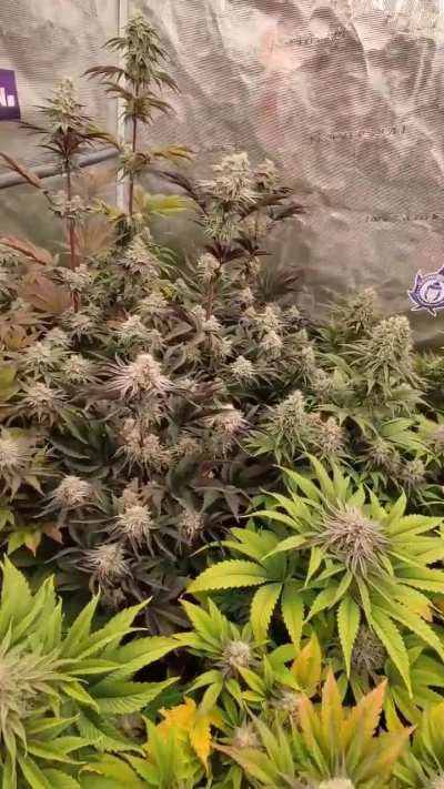 What a difference they've made on the FC6500-EVO+ADlite in just a few months!