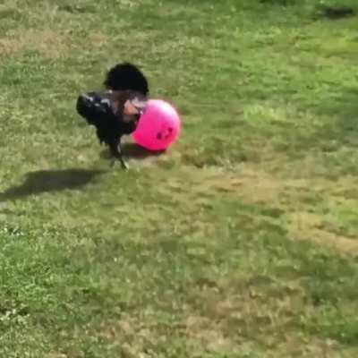 Ragnar kicking around the soccer ball