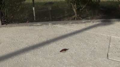 Going Unnoticed ❤❤❤