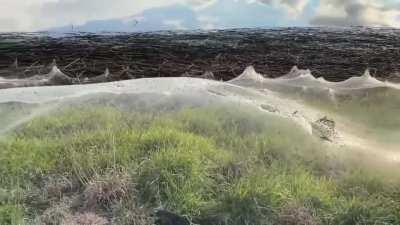 These silky sheets are actually a massive, connected spider web. There were so many spiders making webs the silk all conncted and became one blanket. This was filmed in Australia last summer.