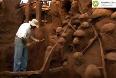 one of the world's largest ant colonies ever excavated found in brazil, it took over 10 tonnes of concrete to completely fill and 2 weeks to dig and uncover