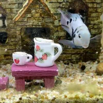 Cichlids have no manners!