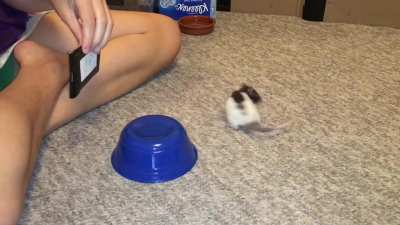 My smol pet rat Oreo doing her 