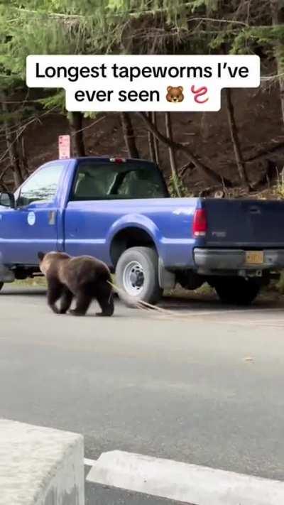 A tapeworm living inside a bear can reach lengths of 30 feet or more