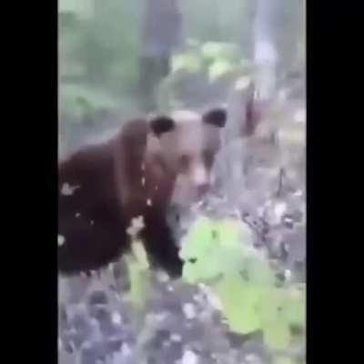 If I kick a bear