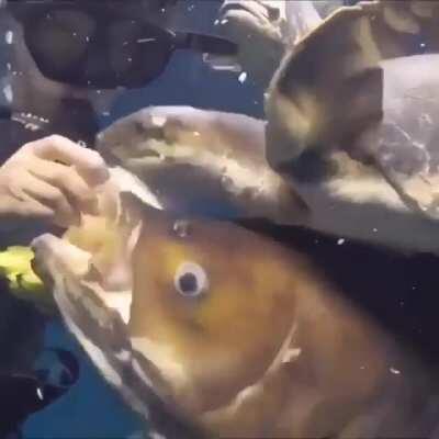 If you are ever besieged by piranhas, simply feed them bananas