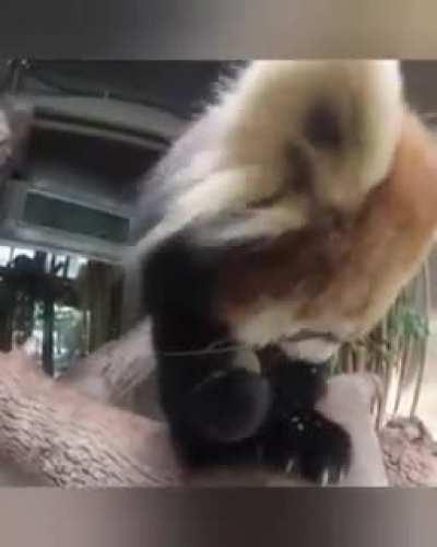 Cute Panda does not even know that he is recorded