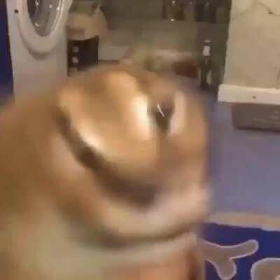 Big Floppa the anime