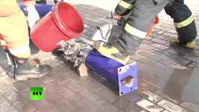 cat regretting its choices