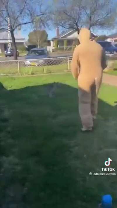 Kangaroo dude meets mama kangaroo dude
