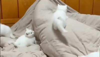 pRiDe 0F aLBiNo Li0NS fUCkiNg C0NsUMEs sLEEPiNg BEaUtY