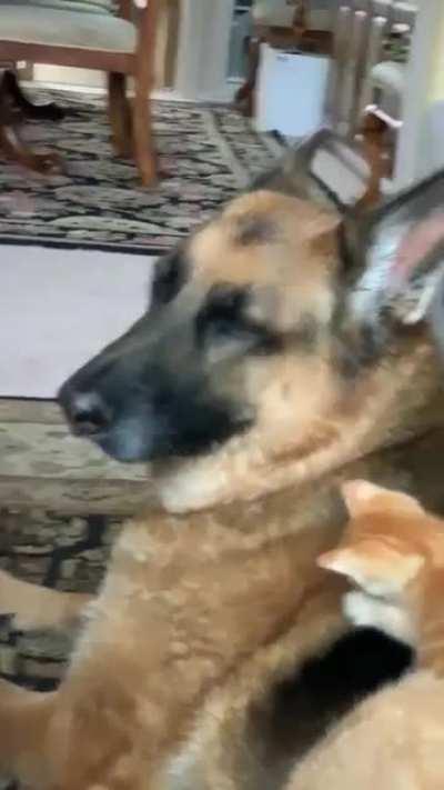 get a kitten they said