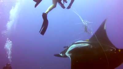 Animal Rescues at Sea | 3