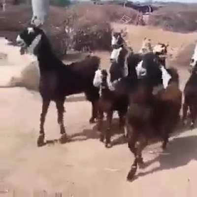 When you successfully return home without getting sold