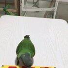 What a clever parrot!