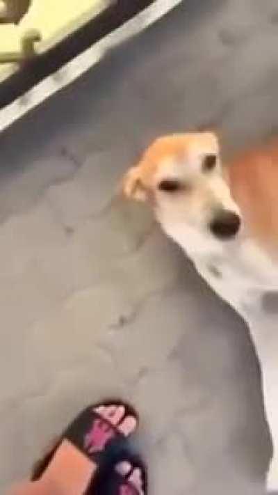 Barking dog seldom bites