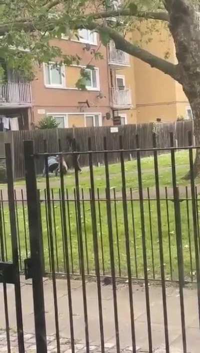 Woman attacked by 3 dogs