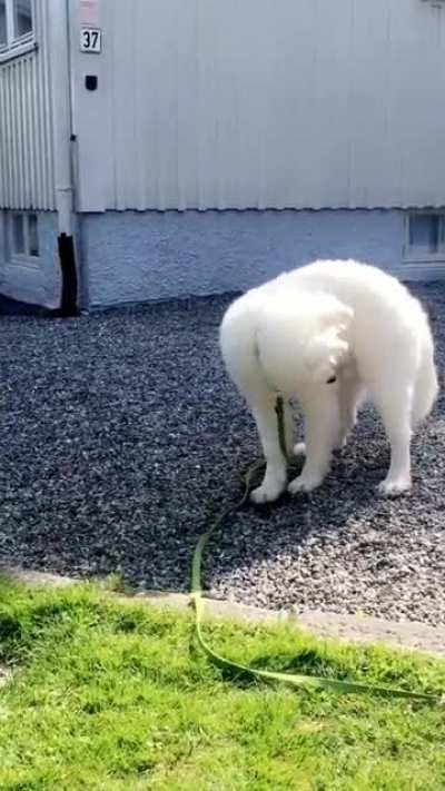 The moment this young floof realized you can dig gravel