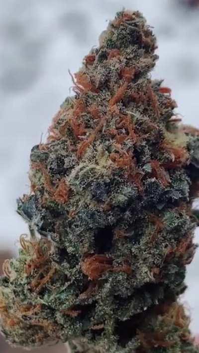 Ghost Rider OG bred by Karma Genetics and grown by me.