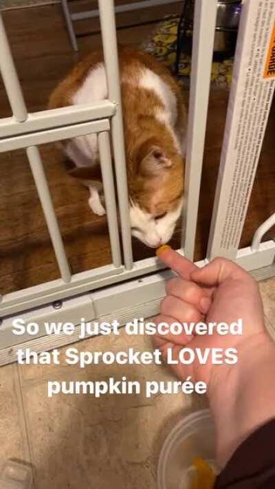 Sprocket discovers fresh pumpkin